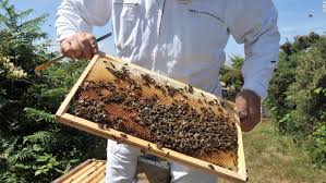 Đặc điểm nổi bật của keo ong nhập khẩu Hàn Quốc Unique propolis