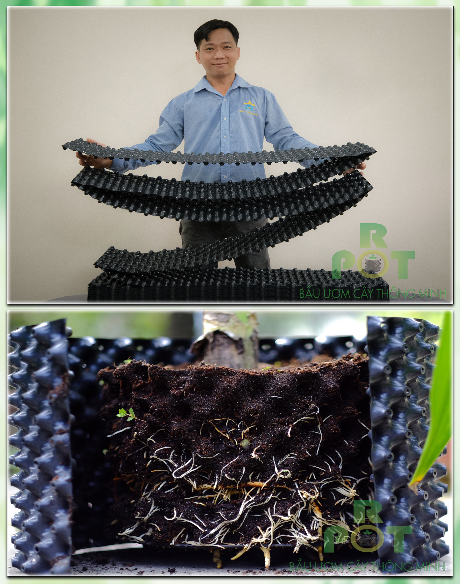 bầu ươm, bầu ươm Ropot, bầu ươm cây thông minh, rễ cây