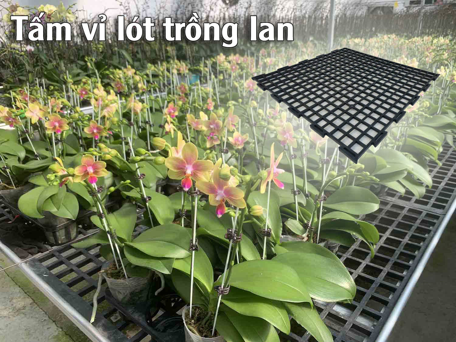 tam-vi-lot-trong-hoa-lan-95cm
